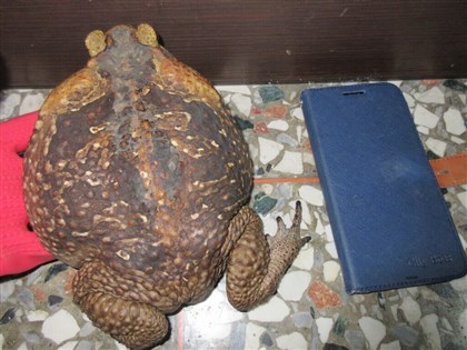 海蟾蜍入侵南投草屯  盼繁殖季前大量移除