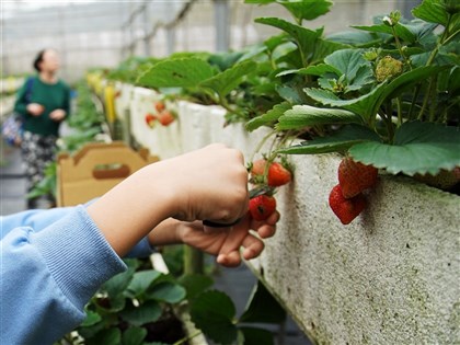 農遊券第2階段第2波逾40萬人中獎 23日增抽6萬多名