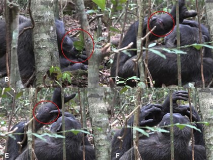 昆蟲當藥  黑猩猩用天然妙方為自己和同伴療傷