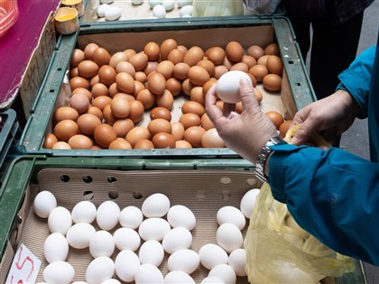 進口解雞蛋荒 專案有條件准自日本輸入