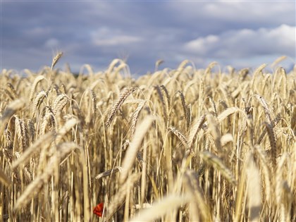 美官員稱照片證明俄國襲擊糧倉 恐衝擊全球糧食供應