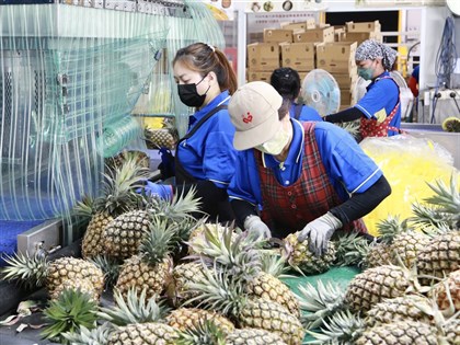 銷中受阻 台灣鳳梨外銷他國成長5倍 挑戰高價精品路線