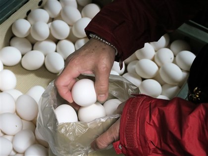 蛋價再漲2元創新高 農委會：國際飼料價格影響