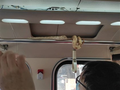 台鐵自強號有蛇 消防員捕獲1.5公尺紅尾蚺追查來源[影]