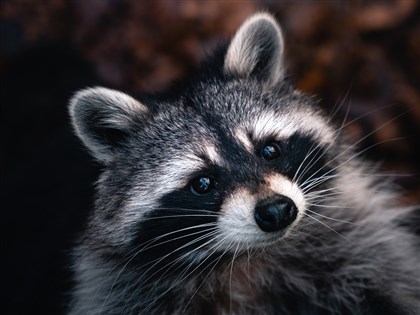 浣熊綠鬣蜥等8480種動物將不得輸台 源頭管控外來種 