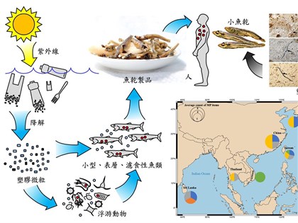 亞洲7國魚乾驗出微塑膠 中山大學研究登國際期刊