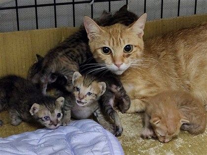 母愛不分物種 橘貓媽媽接手哺育非親生6寶