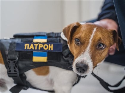 澤倫斯基表揚烏克蘭忠勇掃雷犬 加拿大總理見證[影]