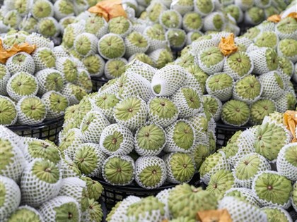 中國禁輸入台灣釋迦 1323名果農保險獲賠逾億元