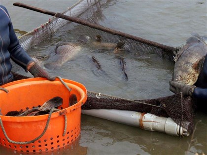 日媒：台灣石斑魚銷中國受阻 日本養殖業者願相助