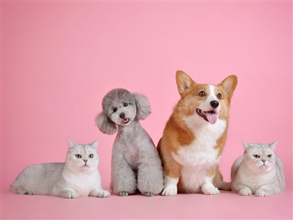 42項人用抗生素治犬貓有共識 農委會盼儘速上路