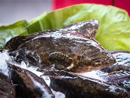 屏東石斑銷日喊卡  漁業署：經查與價錢有關