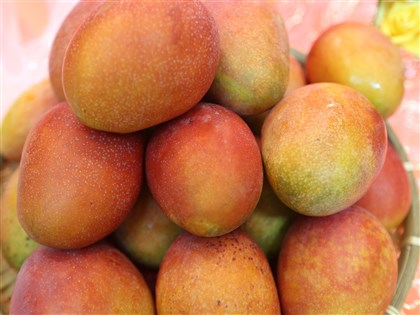 香港稱台灣芒果有COVID-19病毒 農委會：做法不科學