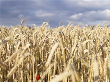 歐盟示警：糧食危機惡化 須為新一波難民做準備