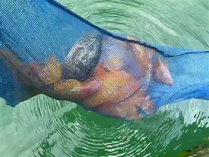 日月潭霸主魚虎橫行  玻璃魚、紅魔鬼魚也威脅生態