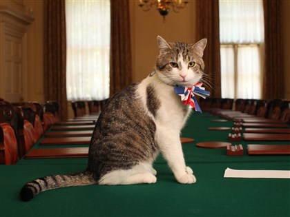 強生將下台 英國第一貓意外捲入首相之爭