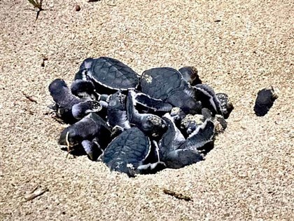 澎湖望安綠蠵龜棲地保育區  喜迎86隻小海龜誕生