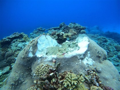 綠島石朗珊瑚礁接連遭破壞  民眾痛心如生物屠宰場