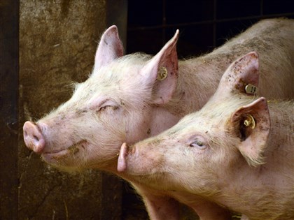 科學家恢復死豬細胞與血液循環 可能改寫死亡定義