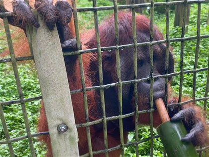 紅毛猩猩好懂吃 嚐水果圓像喝珍奶萌翻眾人[影]