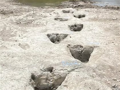 美國德州大旱 乾涸河床露出1.13億年前恐龍足跡[影]
