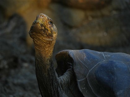 厄瓜多世界遺產群島4隻巨龜遭獵殺 檢方展開調查
