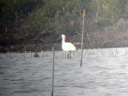 黑面琵鷺中秋節報到  台南七股保護區現蹤