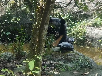 北市動物園黑熊常騷擾 紅耳龜狂奔躍水池避難[影]