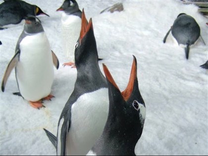 海洋生物博物館標售36隻企鵝 投標資格有限定