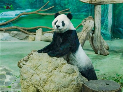 大貓熊團團用藥反應良好  最快18日可見客