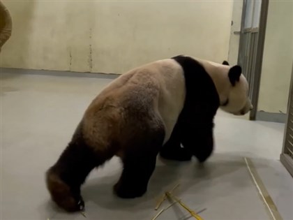 大貓熊團團病情惡化 採食量驟降、後腿無力拖行走路[影]