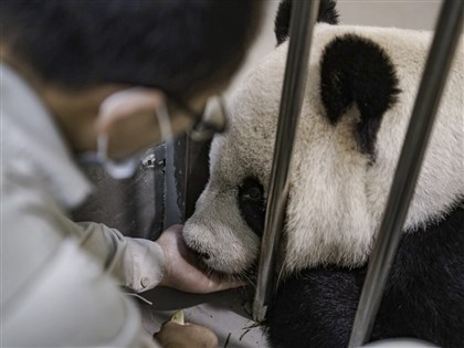 大貓熊團團病況差 臥龍2專家抵台直奔木柵探視