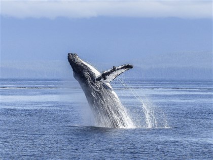 海洋塑膠微粒濃度日增 藍鯨每天吞下43.6公斤