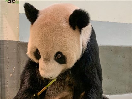 大貓熊團團病況差不適合開刀 臥龍專家贊同舒緩治療