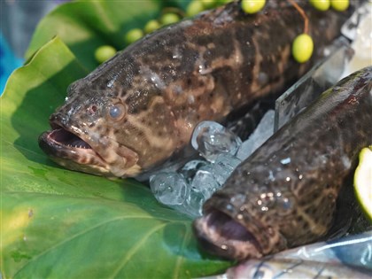 農遊券新一波開搶 即起至12/25買600送600限量9萬份