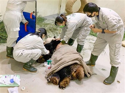 大貓熊團團癲癇 動物園︰症狀發作越密集時間越長是警訊[影]