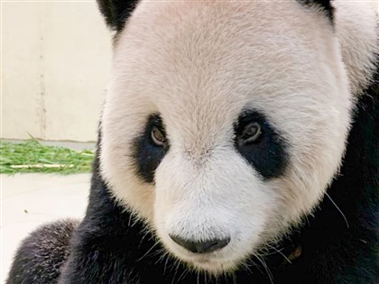 大貓熊團團大事記