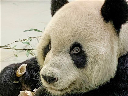 大貓熊團團離世 中國網友哀悼不捨情緒複雜