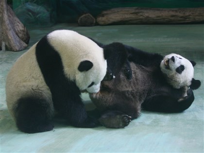 大貓熊團團來台為保育助力 照養員眼裡的乖小孩