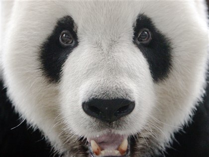 大貓熊團團結束18歲生命不再痛苦 可愛模樣永留人心【圖輯】