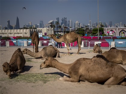 卡達世足賽湧入上百萬球迷 駱駝載客量暴增累癱[影]
