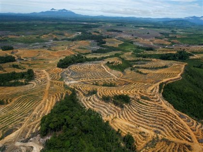 歐盟達成協議 禁止進口助長森林砍伐相關產品