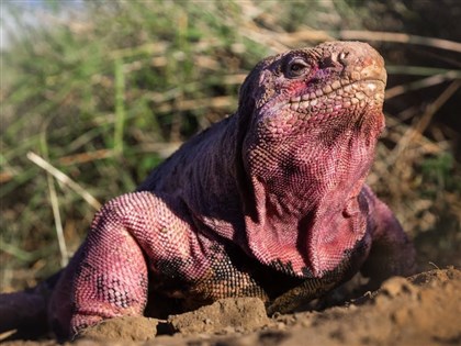 加拉巴戈斯粉紅陸鬣蜥瀕絕種 科學家首見孵化後代[影]