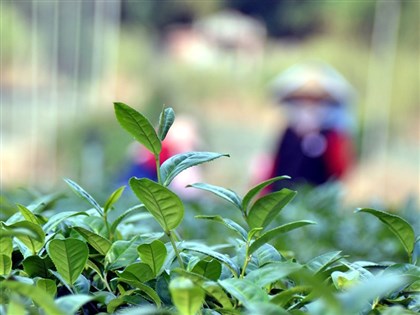 國產茶明年起要能溯源 牡蠣蒜頭香菇將跟進