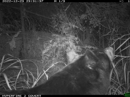 花蓮布農族人通報黑熊出沒 成「生態薪水」獎勵首例
