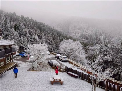 寒流迎春 宜蘭太平山降冰霰呈現銀白美景[影]