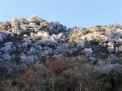 尖石高海拔山區深夜降雪 清晨露出霧淞美景[影]