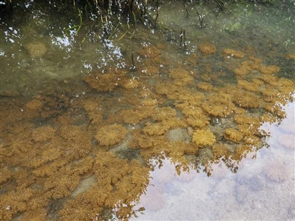林園濕地倒立水母爆發如水底花海