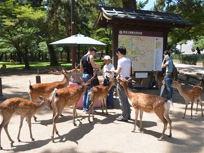 日本奈良公园鹿受保护逾千年 拥独有基因型
