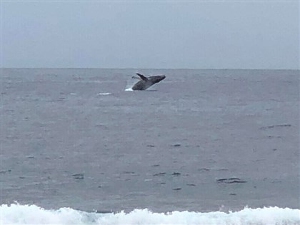 大翅鯨現身蘭嶼海面跳躍 鄉親：漁獲豐收好兆頭